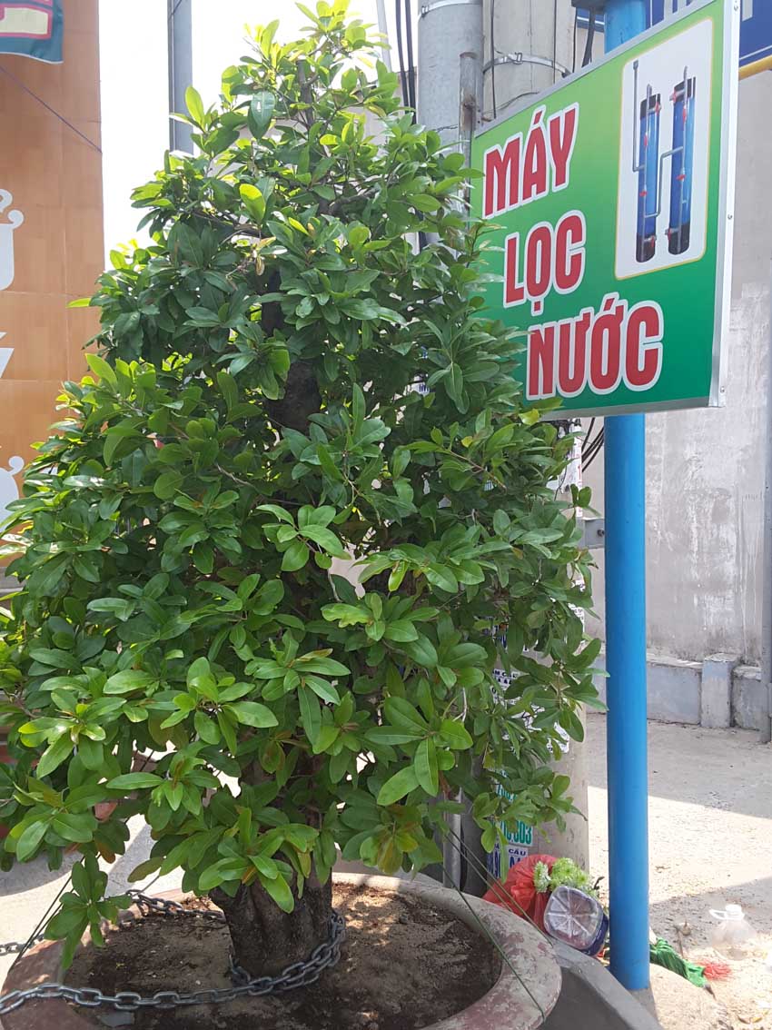 c&acirc;y mai ho&agrave;nh 81cm