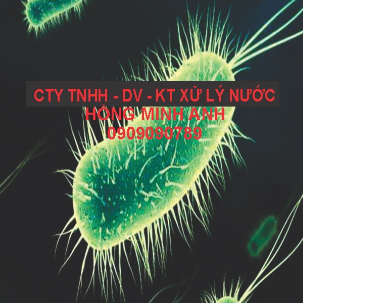vi khuẩn Coliform v&agrave; Ecoli