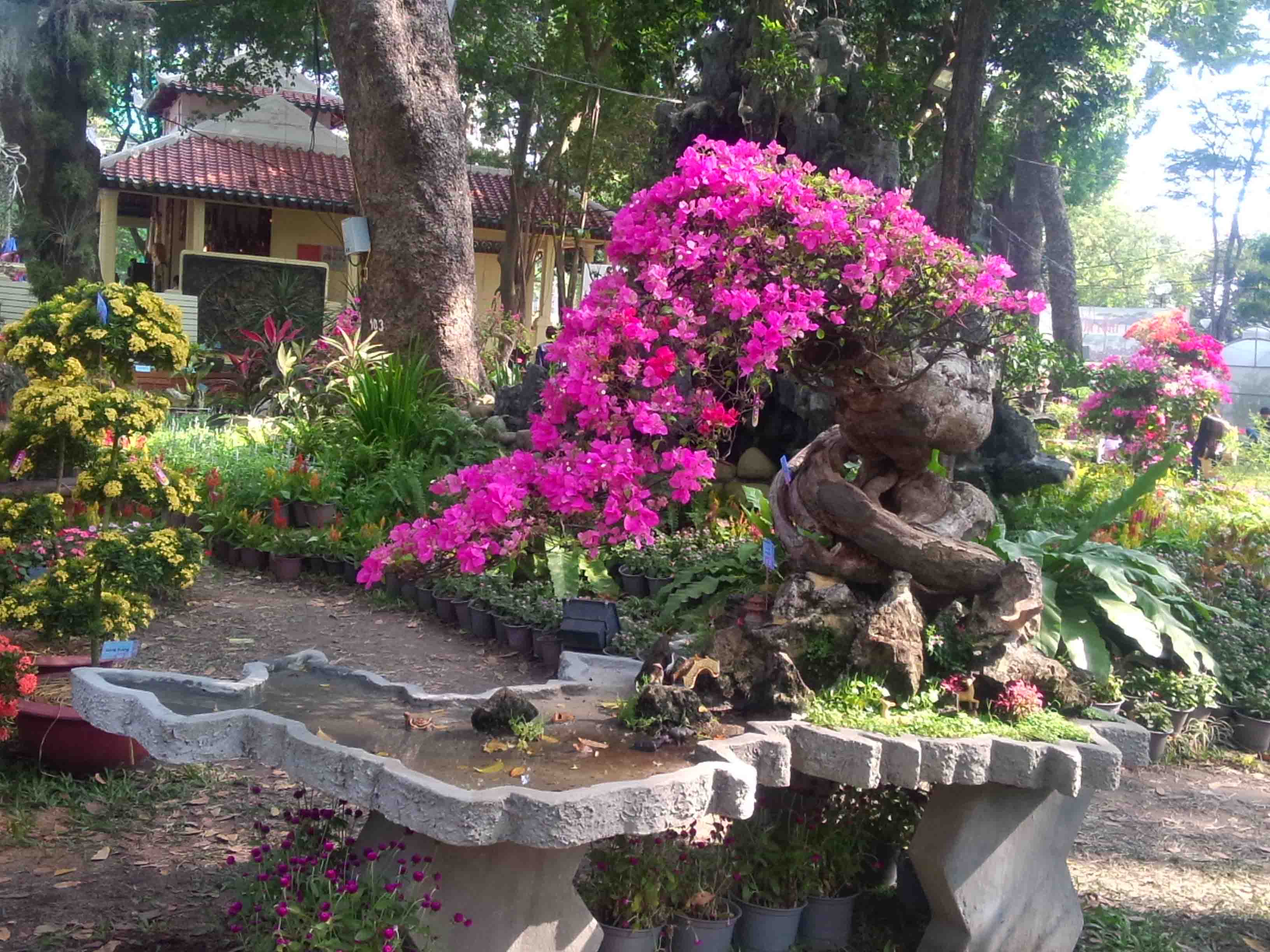 cay bong giay ho&agrave;nh 220cm